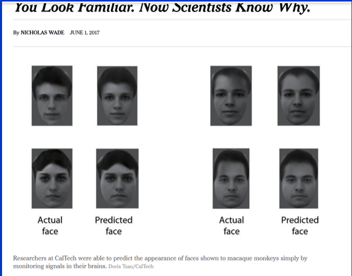 “Actual face” and “Predicted face” pairs from Chang and Tsao (2017). Researchers at Caltech recorded from face-selective neurons in macaque monkeys while the animals viewed photographs of human faces. Using the population activity pattern, they reconstructed (“predicted”) the face that had been shown. Each predicted face closely resembles its actual counterpart, demonstrating that the neural code carries sufficient information to recover individual identity. (Image via The New York Times, based on Chang and Tsao, Cell, 2017.)